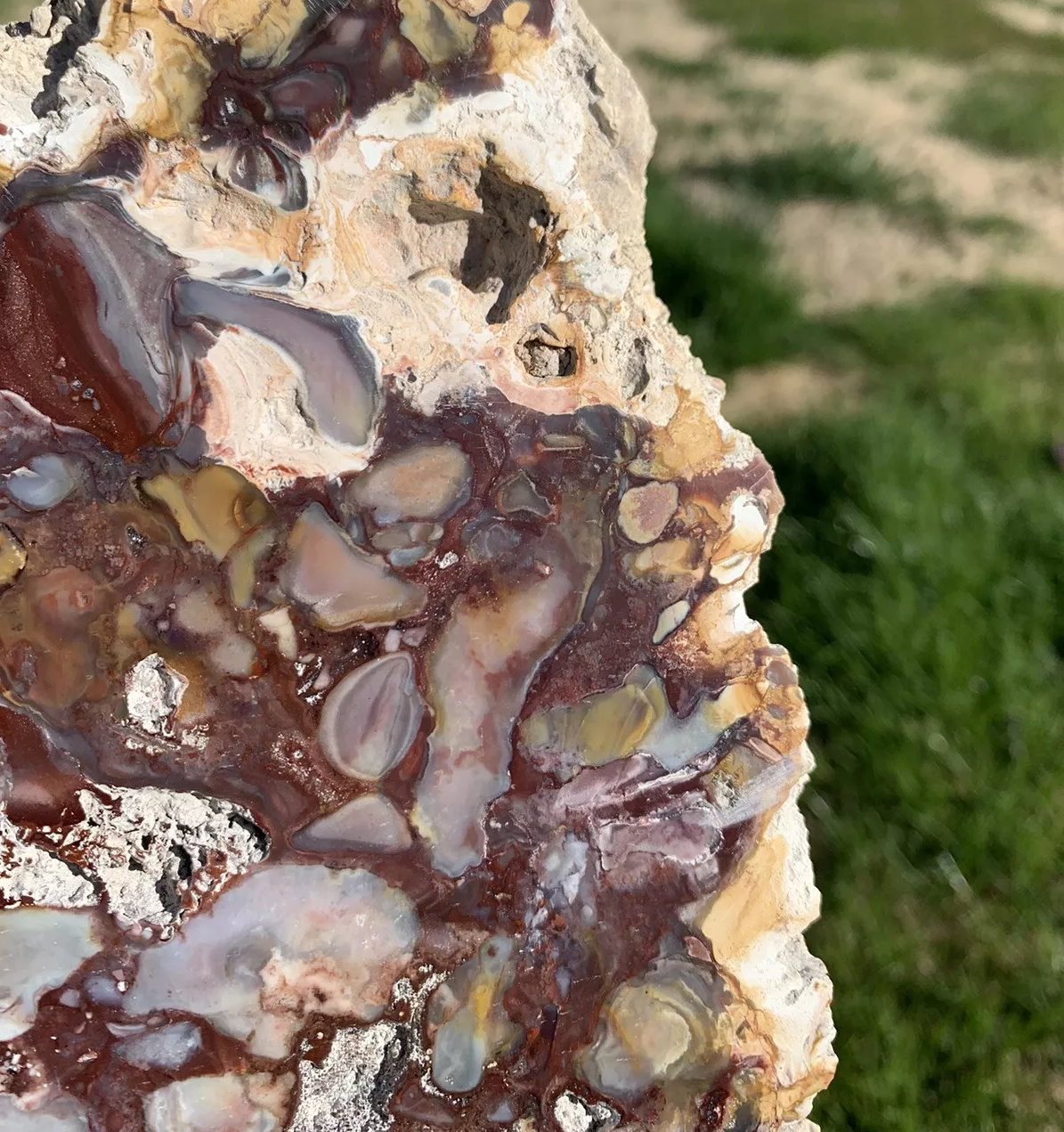 Extremely Colorful Polished Petrified Wood From Indonesia