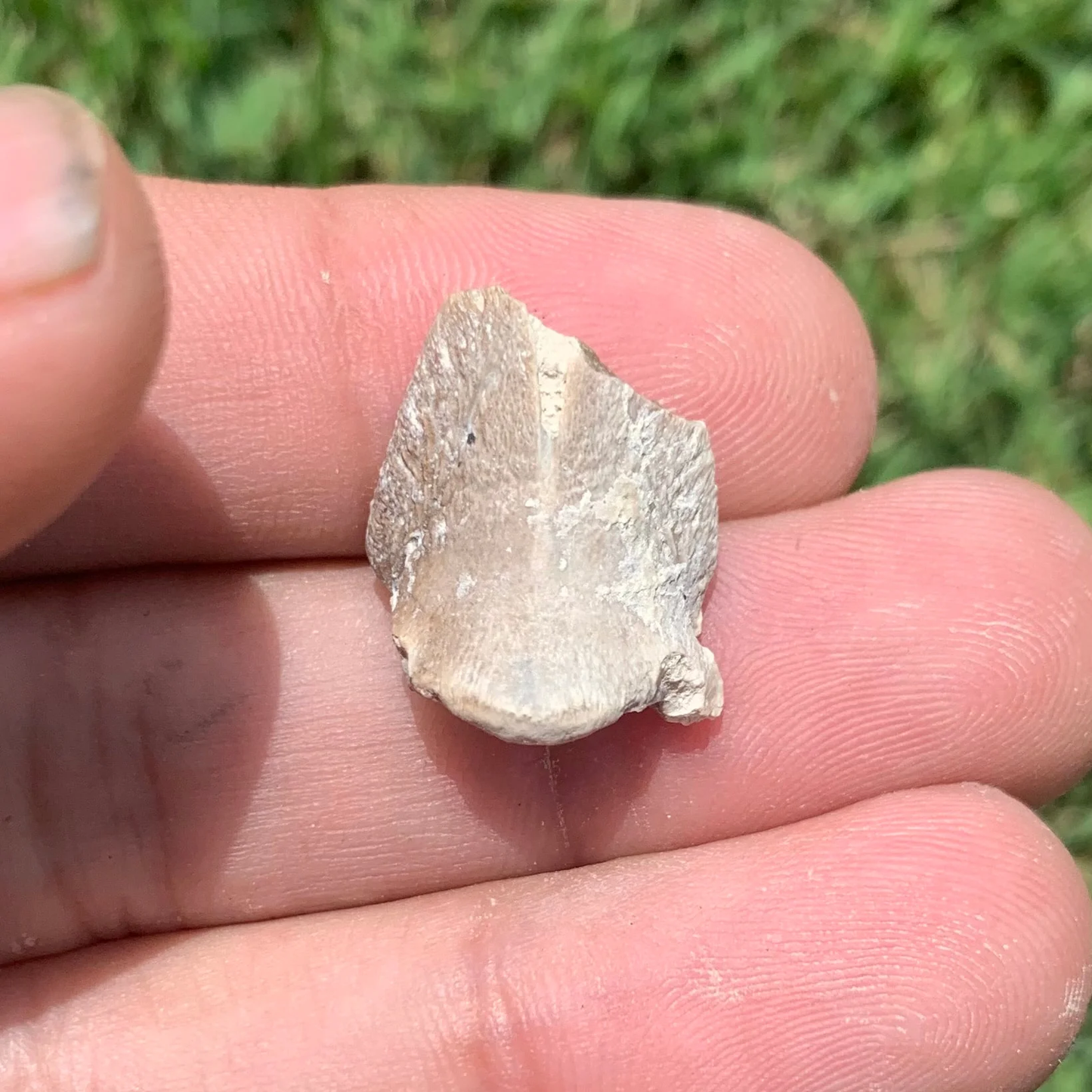 Fossil Horse Hoof, Mesohippus bairdi