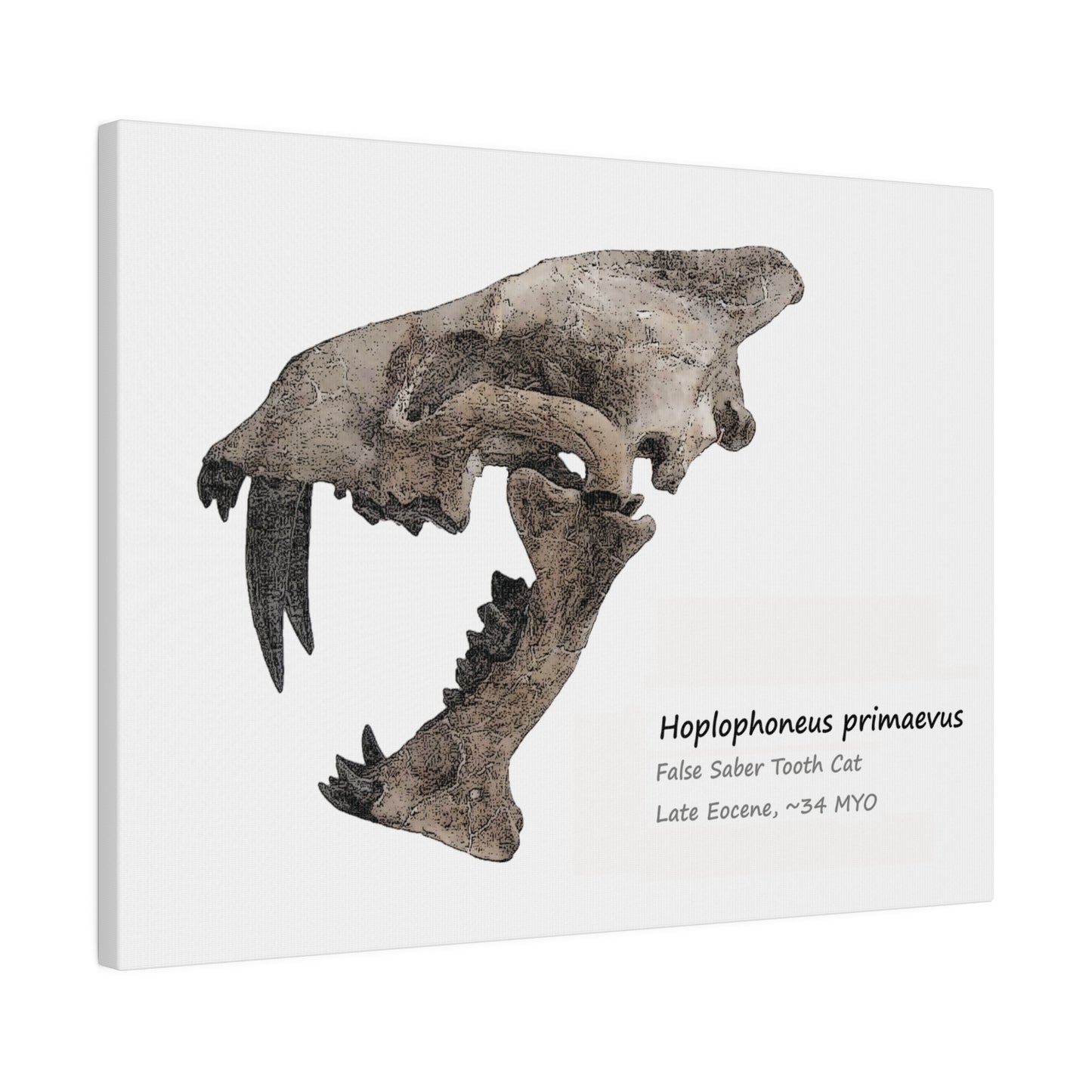 Hoplophoneus Primaevus Saber Cat  Canvas Print Wall Art Décor