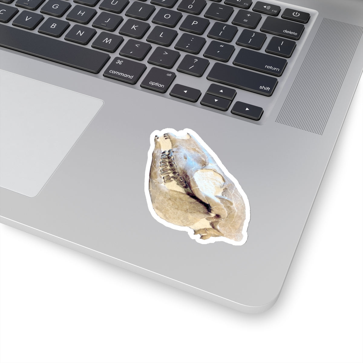 Mesohippus bairdi - Fossil Horse Skull Sticker