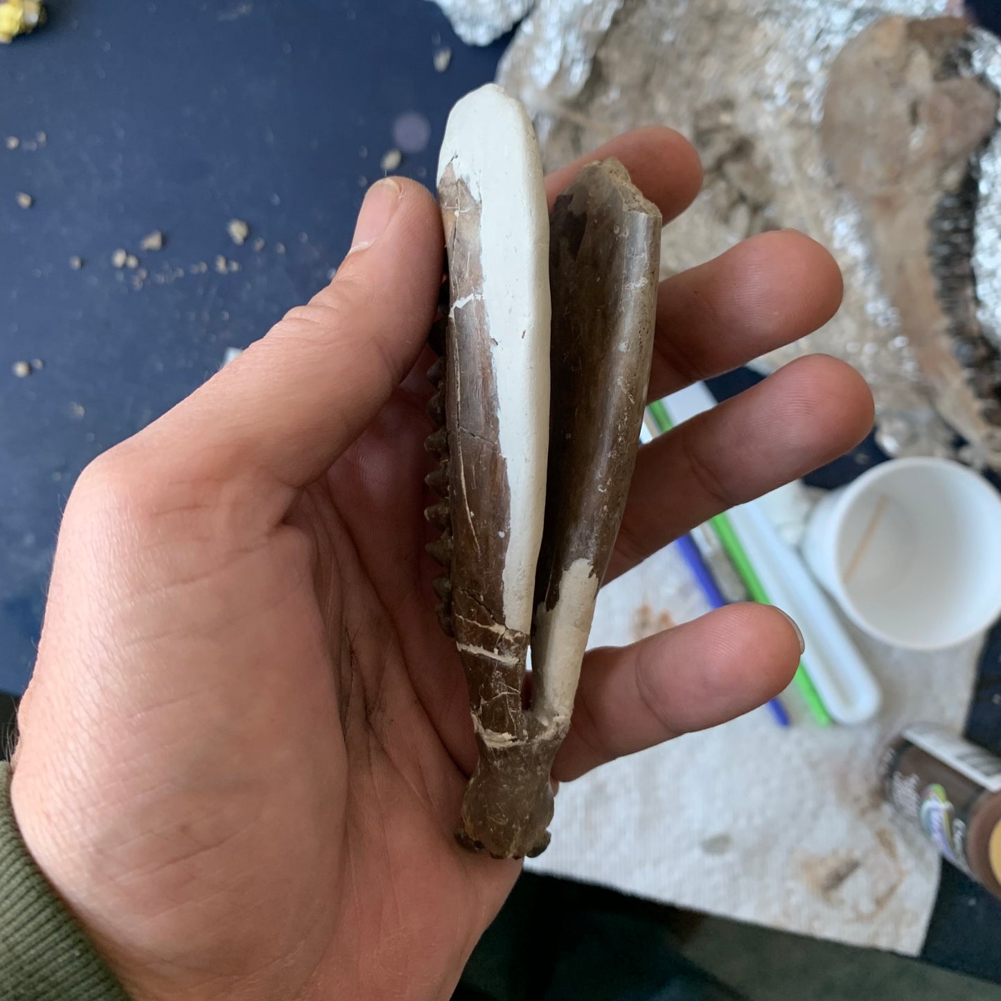 Really Nice Fossil Horse Jaw, Mesohippus
