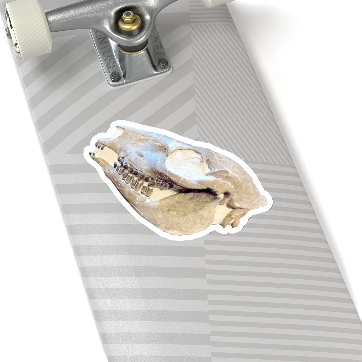 Mesohippus bairdi - Fossil Horse Skull Sticker