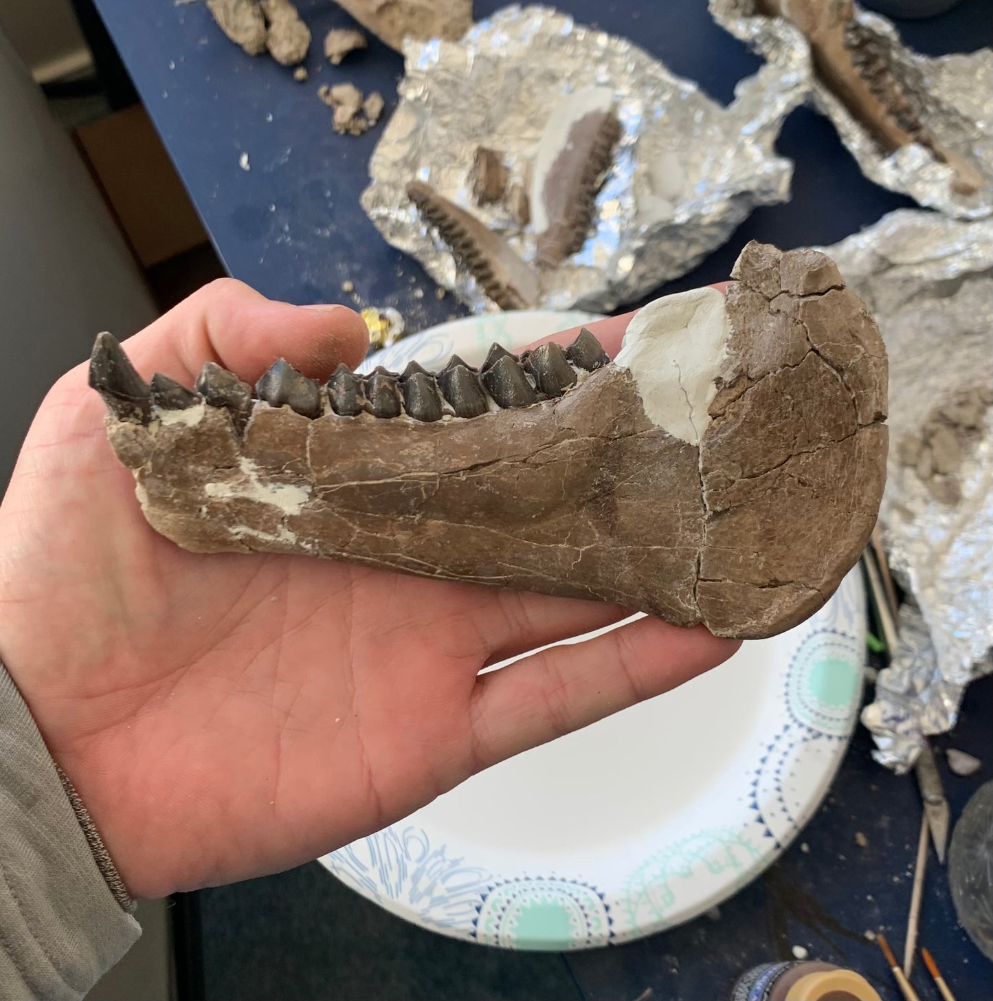 Chocolate Colored Fossil Oreodont Jaw, Merycoidodon, White River Badlands