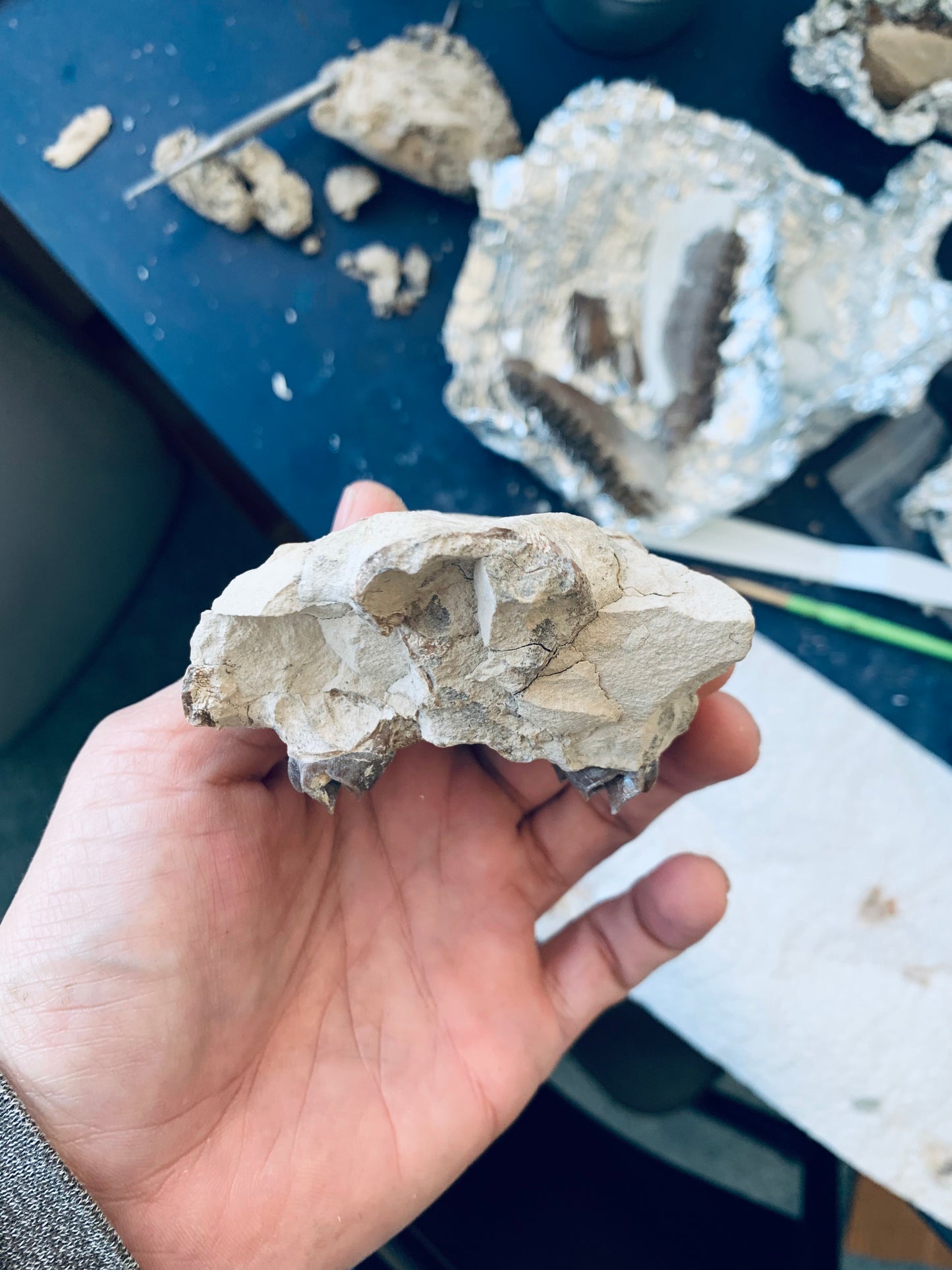 Partial Oreodont Skull with teeth