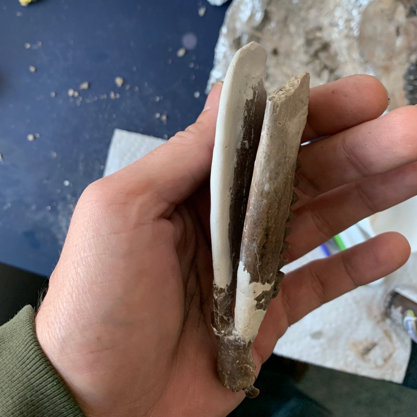 Really Nice Fossil Horse Jaw, Mesohippus