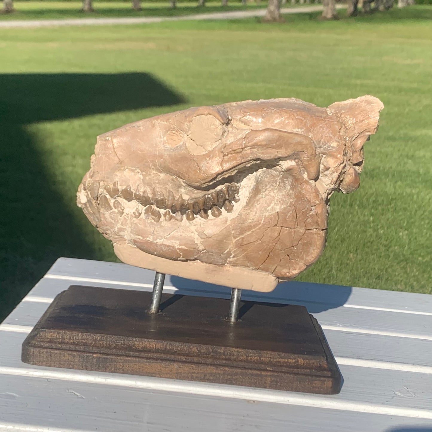 Oreodont skull with stand