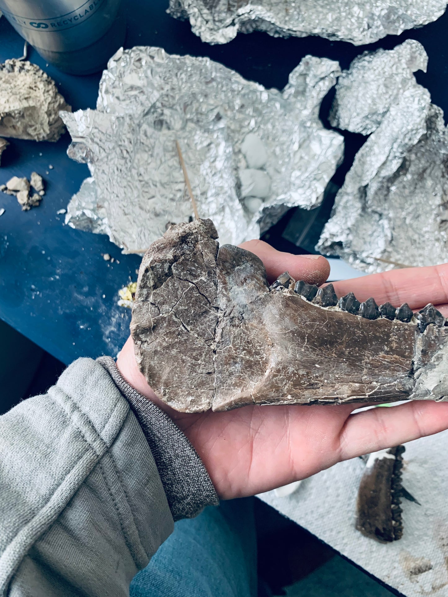 Chocolate Colored Fossil Oreodont Jaw, Merycoidodon, White River Badlands