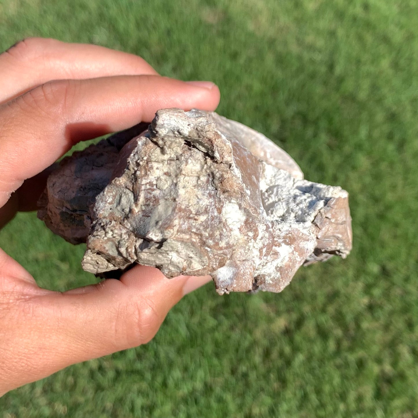 Chocolate oreodont skull