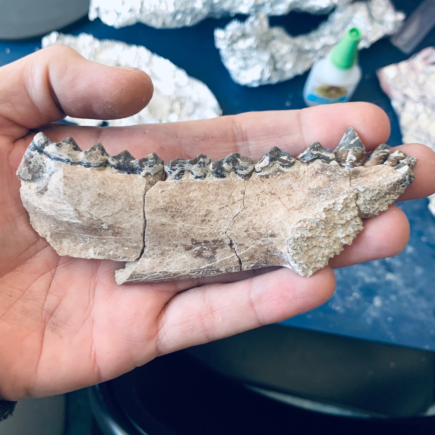Beautifully Colored Fossil Oreodont Jaw, Merycoidodon, White River Badlands