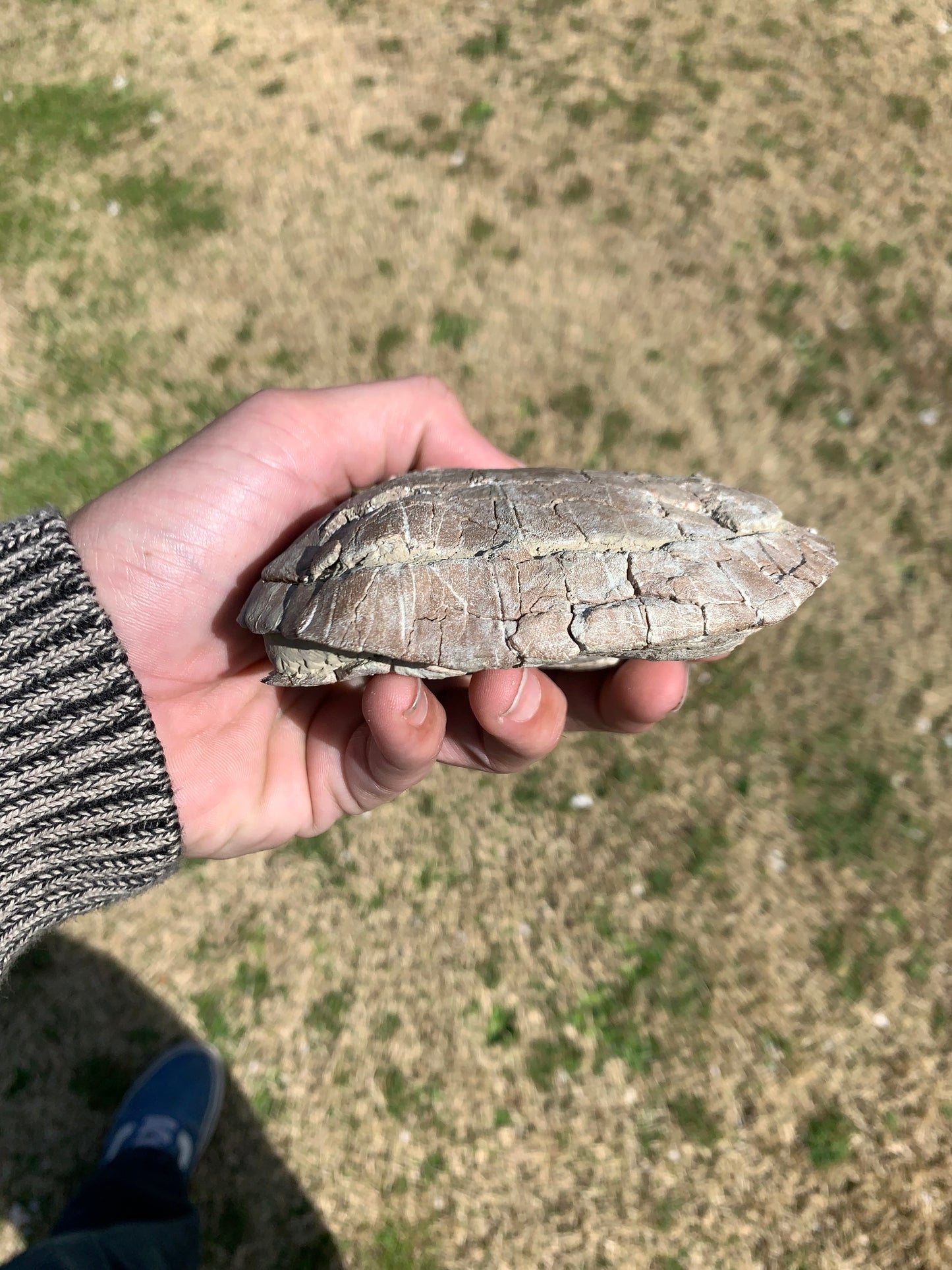 Stylemys Fossil Tortoise, Chadron Formation