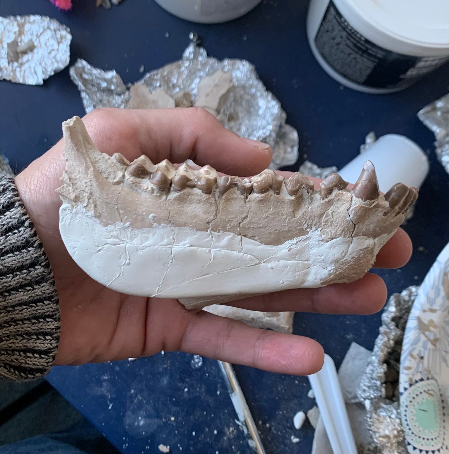 Large Fossil Lower Oreodont Jaw, Merycoidodon, White River Badlands