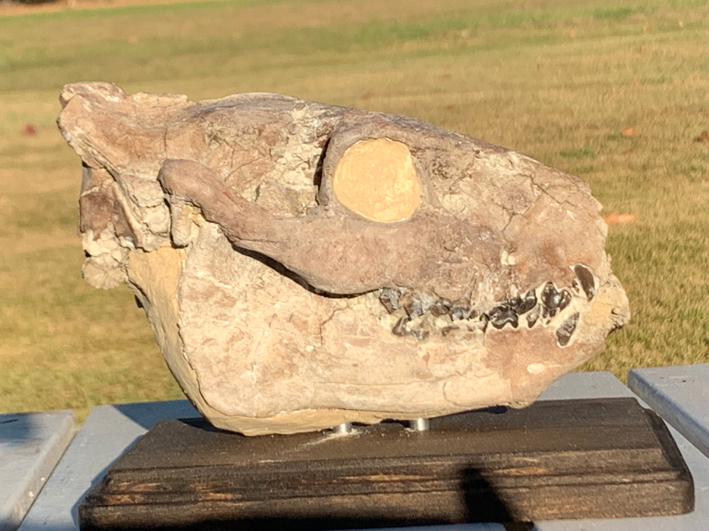 Chocolate Fossil Oreodont Skull, Merycoidodon culbertsoni, White River Badlands