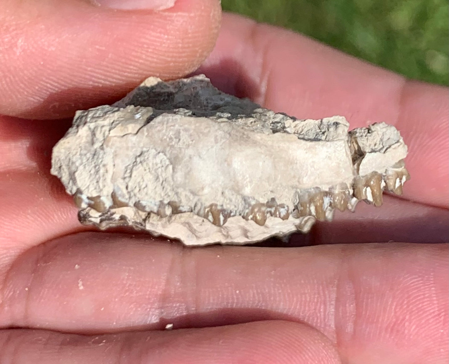 Fossil deer, leptomeryx, upper palate and partial lower jaw