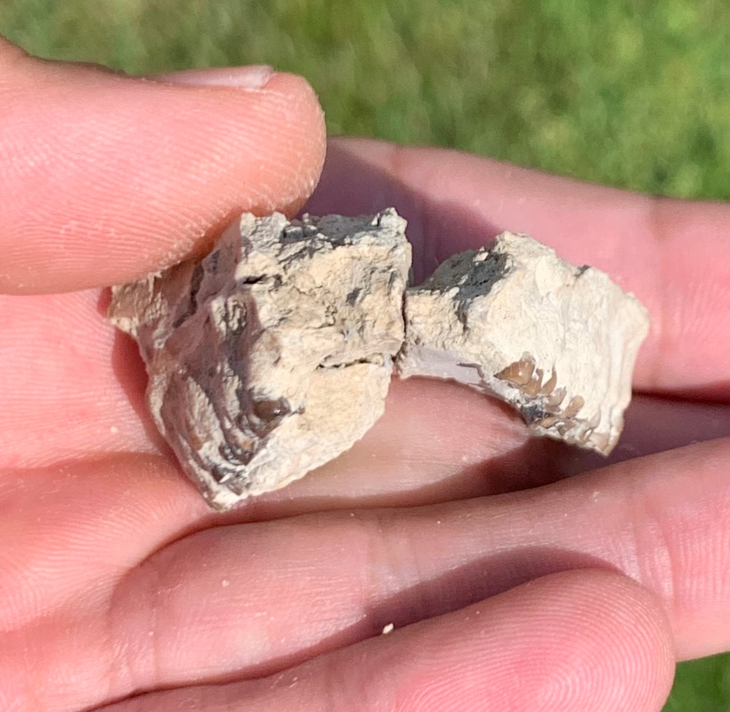 Fossil deer, leptomeryx, upper palate and partial lower jaw