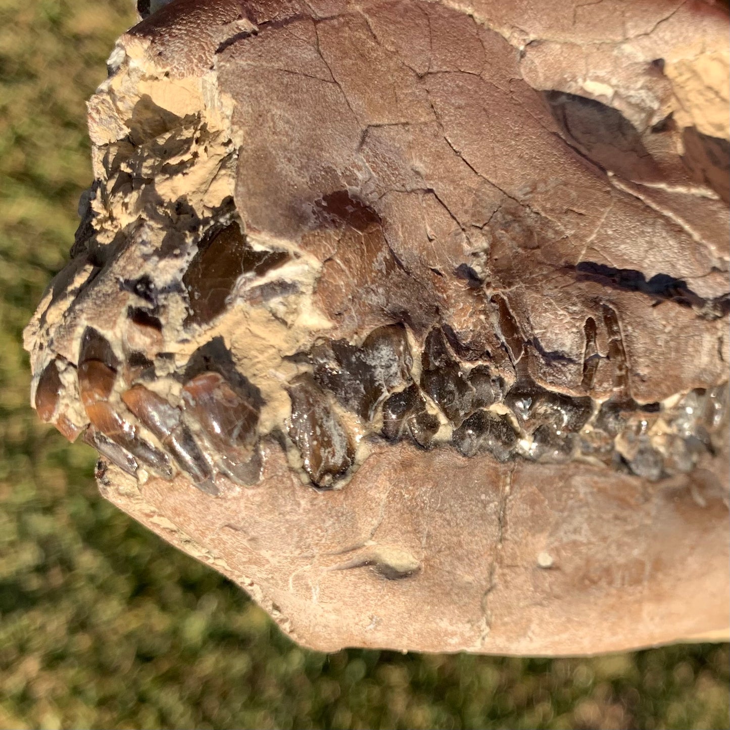 Chocolate Fossil Oreodont Skull, Merycoidodon culbertsoni, White River Badlands