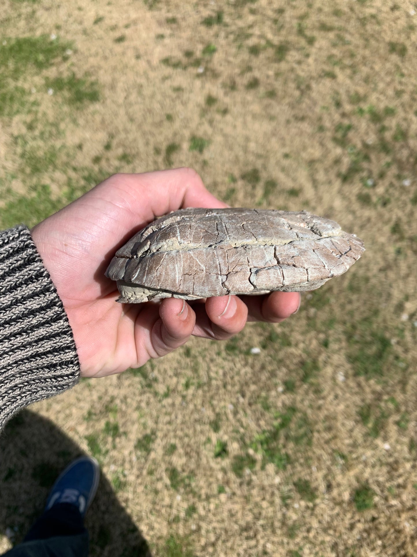 Stylemys Fossil Tortoise, Chadron Formation