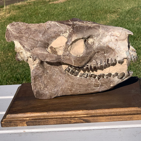 Chocolate Fossil Oreodont Skull, Merycoidodon culbertsoni, White River Badlands