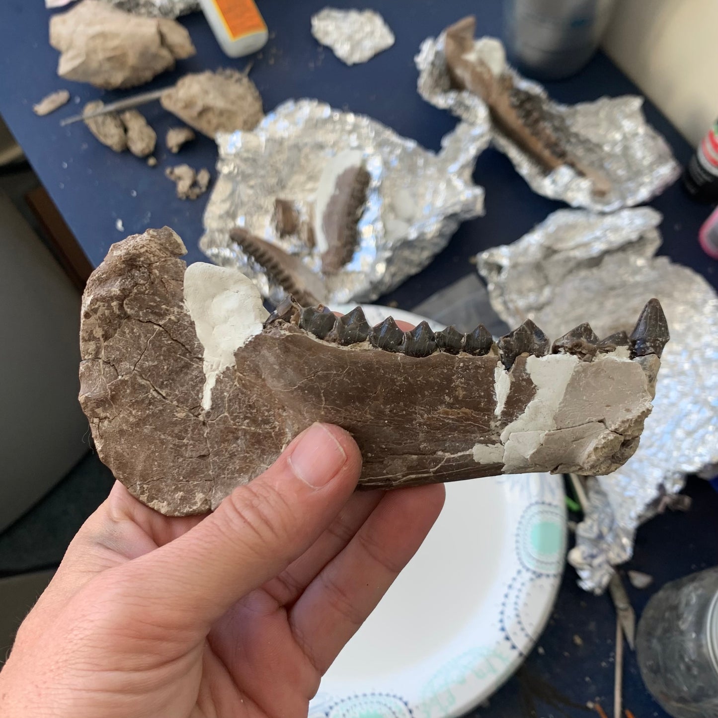 Chocolate Colored Fossil Oreodont Jaw, Merycoidodon, White River Badlands