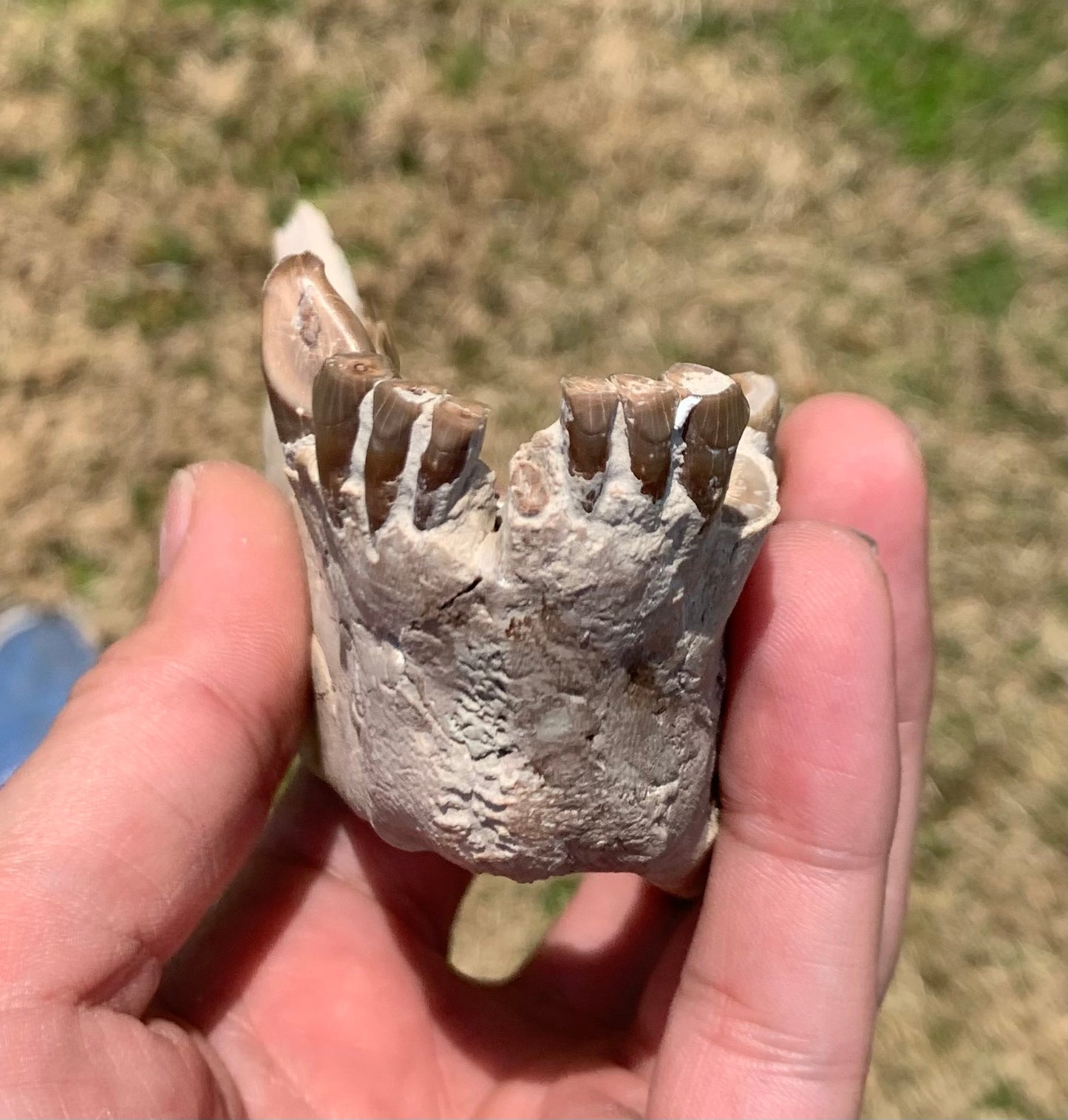 Large Fossil Lower Oreodont Jaw, Merycoidodon, White River Badlands