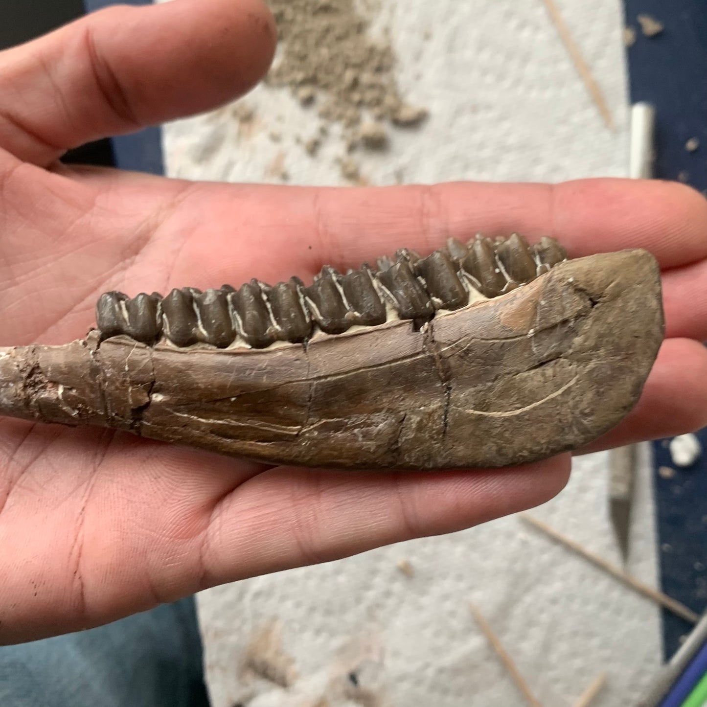 Really Nice Fossil Horse Jaw, Mesohippus