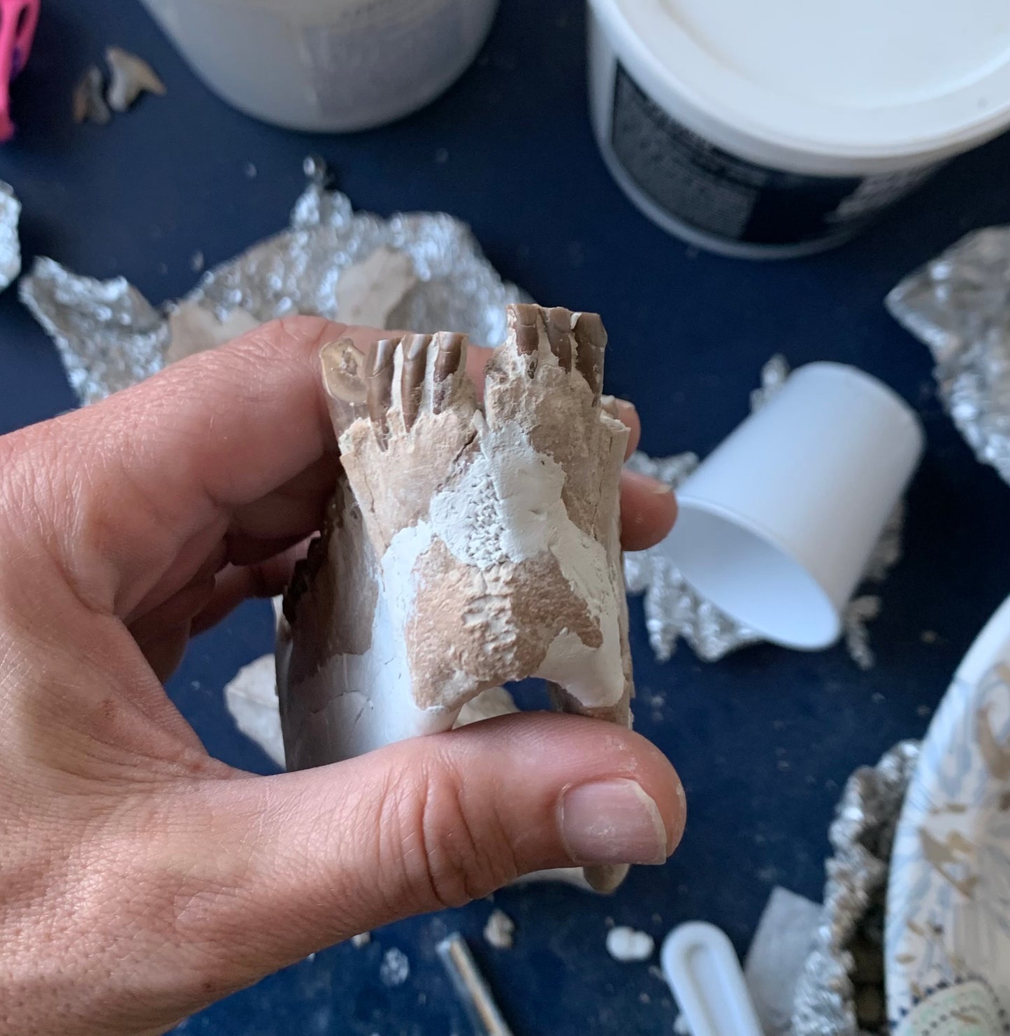 Large Fossil Lower Oreodont Jaw, Merycoidodon, White River Badlands