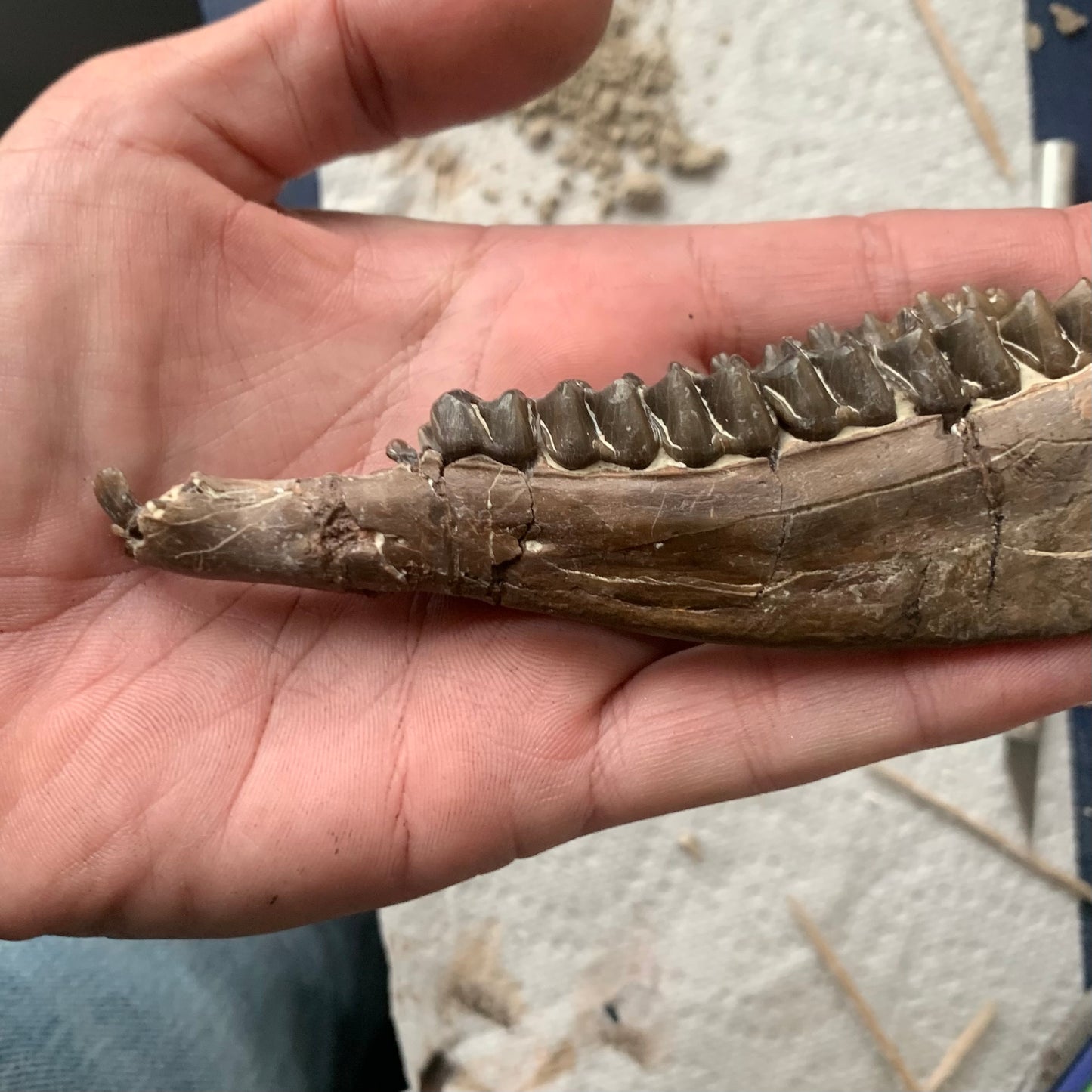 Really Nice Fossil Horse Jaw, Mesohippus