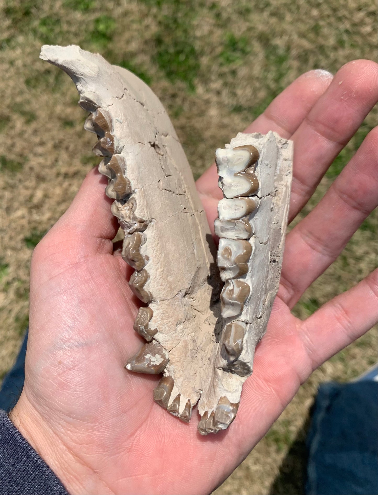 Large Fossil Lower Oreodont Jaw, Merycoidodon, White River Badlands