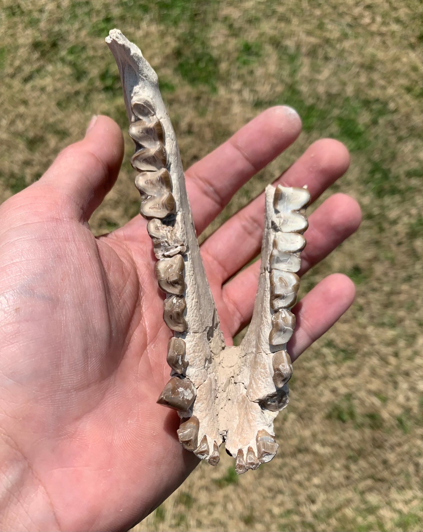Large Fossil Lower Oreodont Jaw, Merycoidodon, White River Badlands