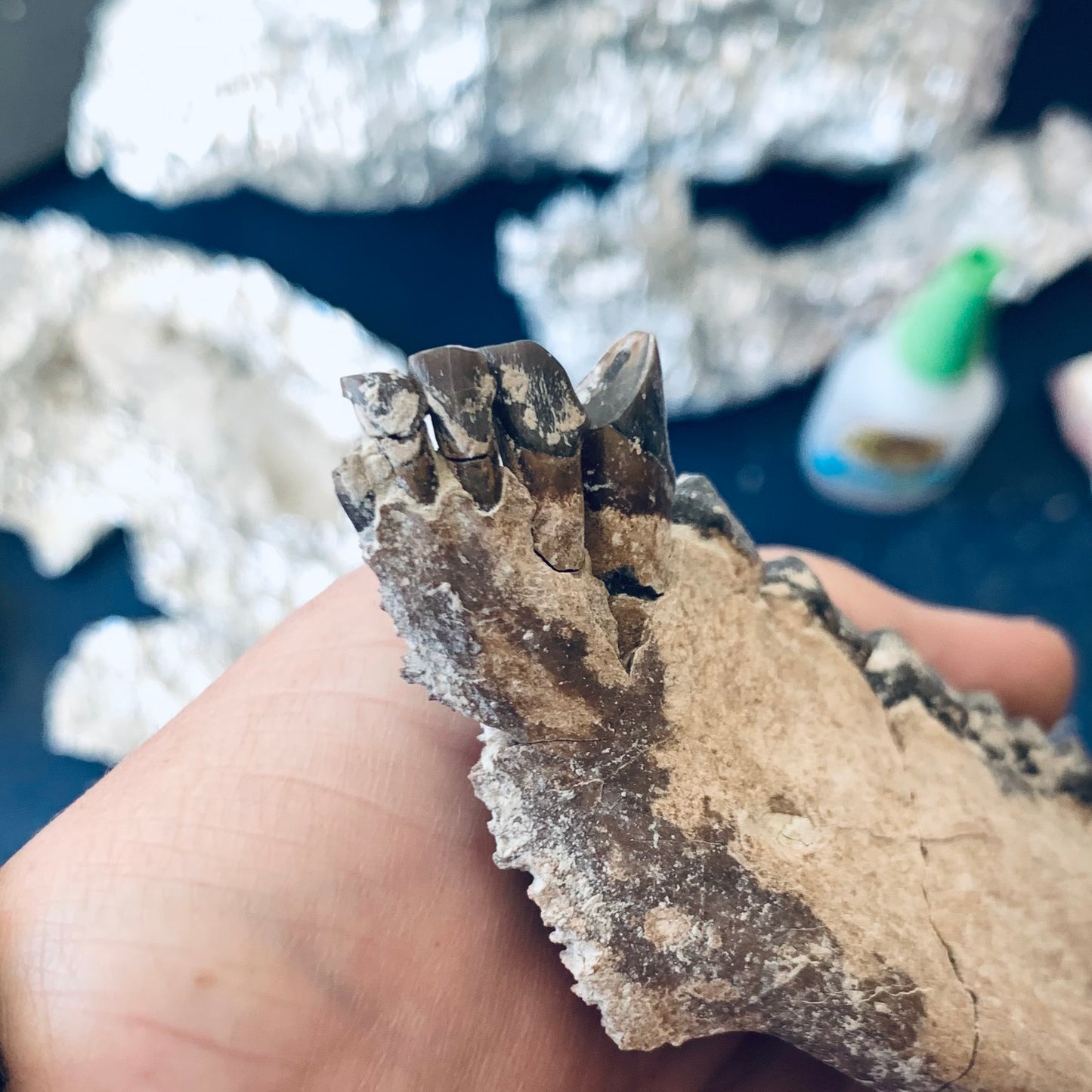 Beautifully Colored Fossil Oreodont Jaw, Merycoidodon, White River Badlands