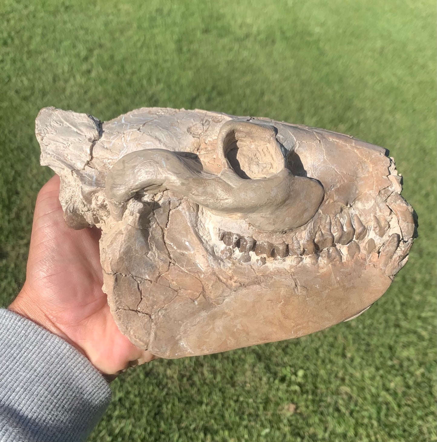 Oreodont skull with stand