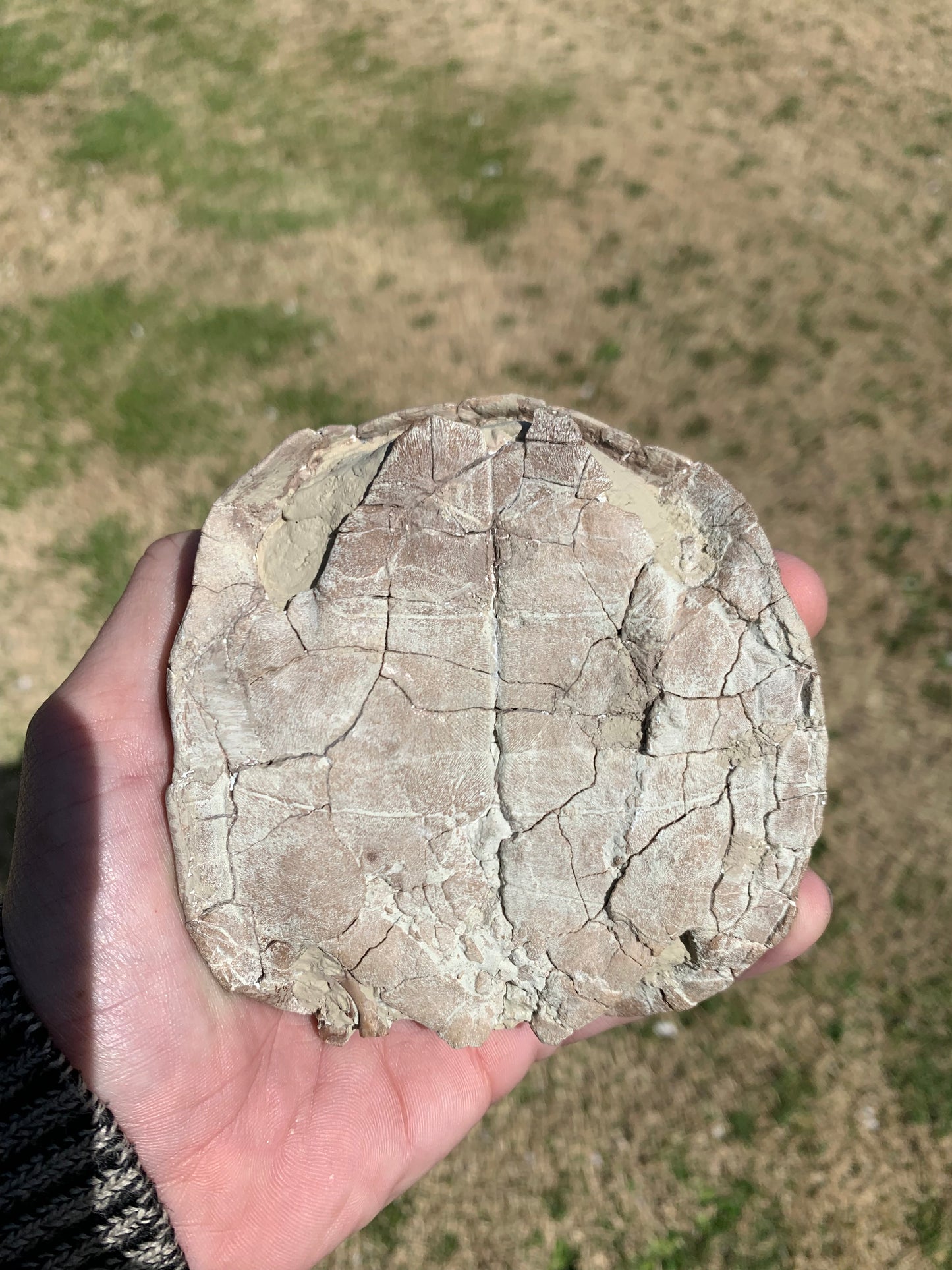 Stylemys Fossil Tortoise, Chadron Formation