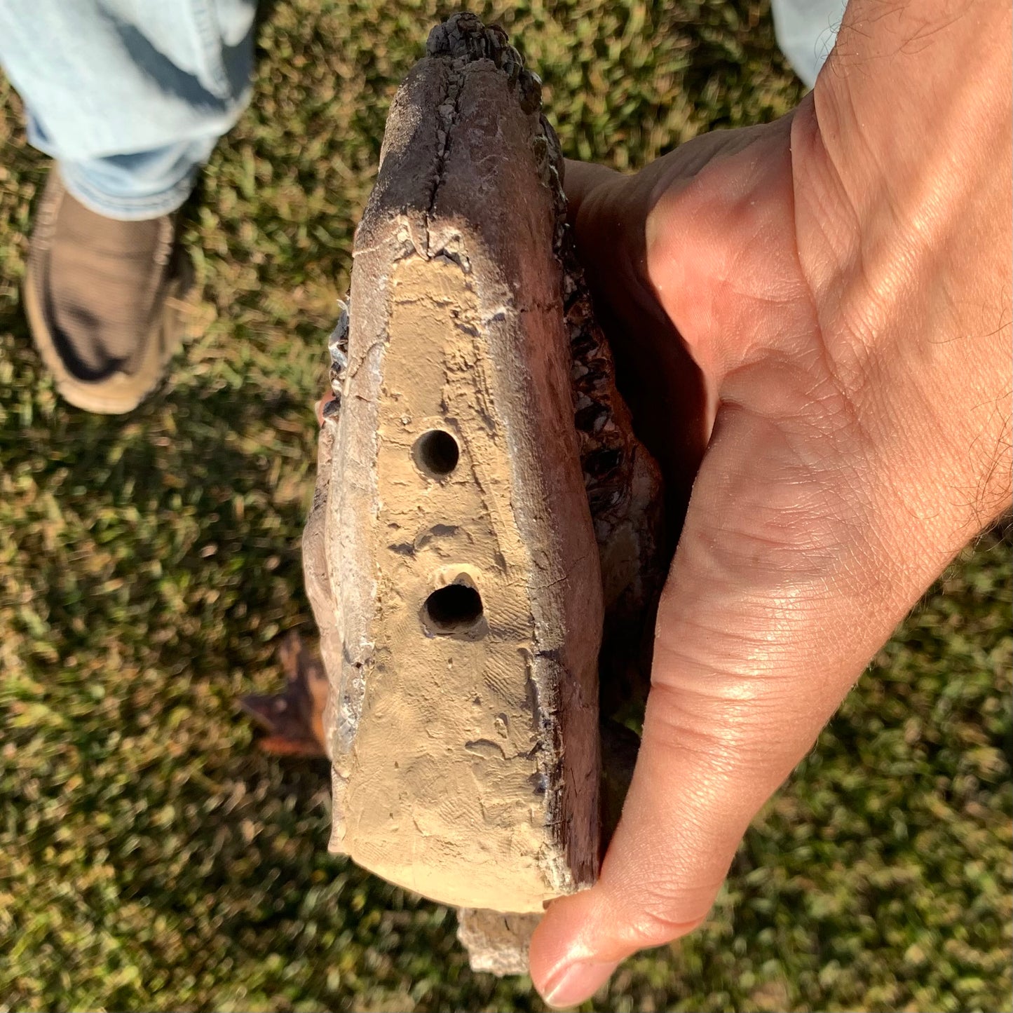 Chocolate Fossil Oreodont Skull, Merycoidodon culbertsoni, White River Badlands