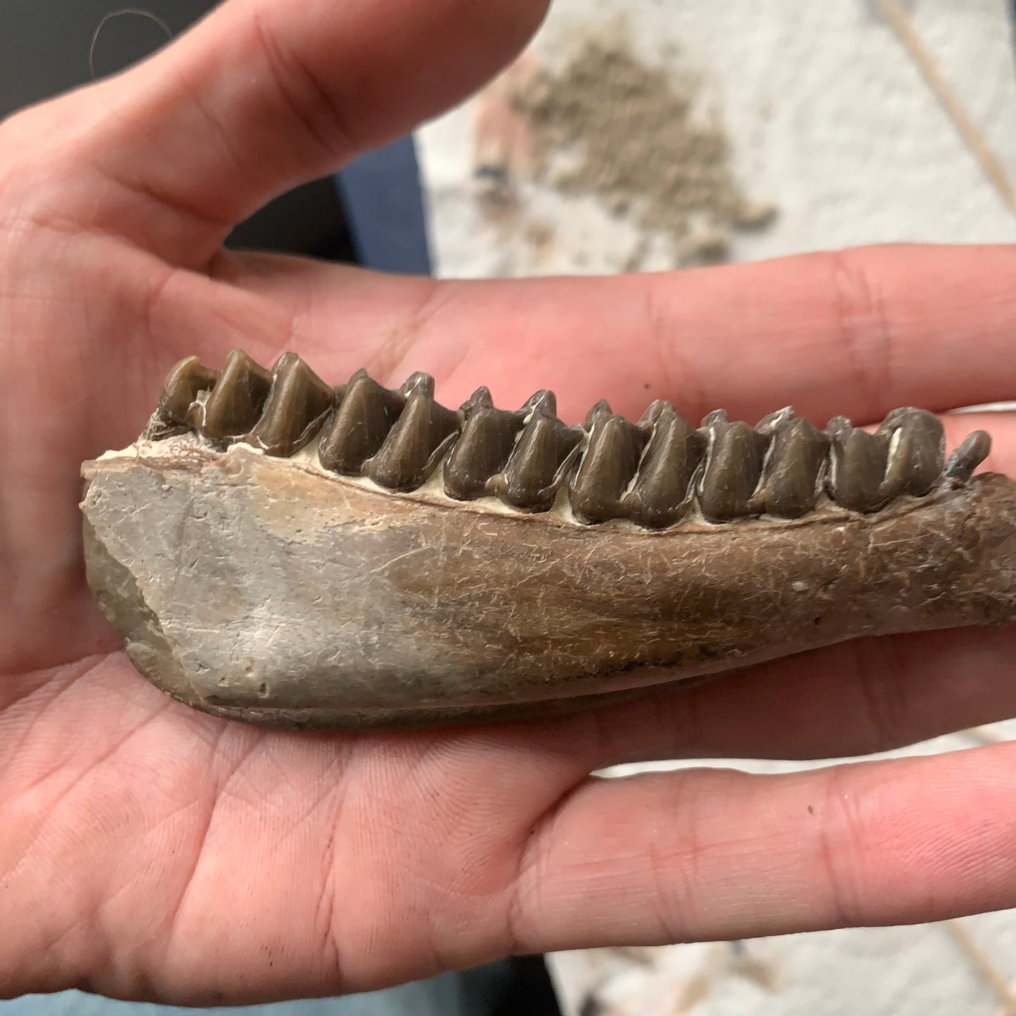 Really Nice Fossil Horse Jaw, Mesohippus