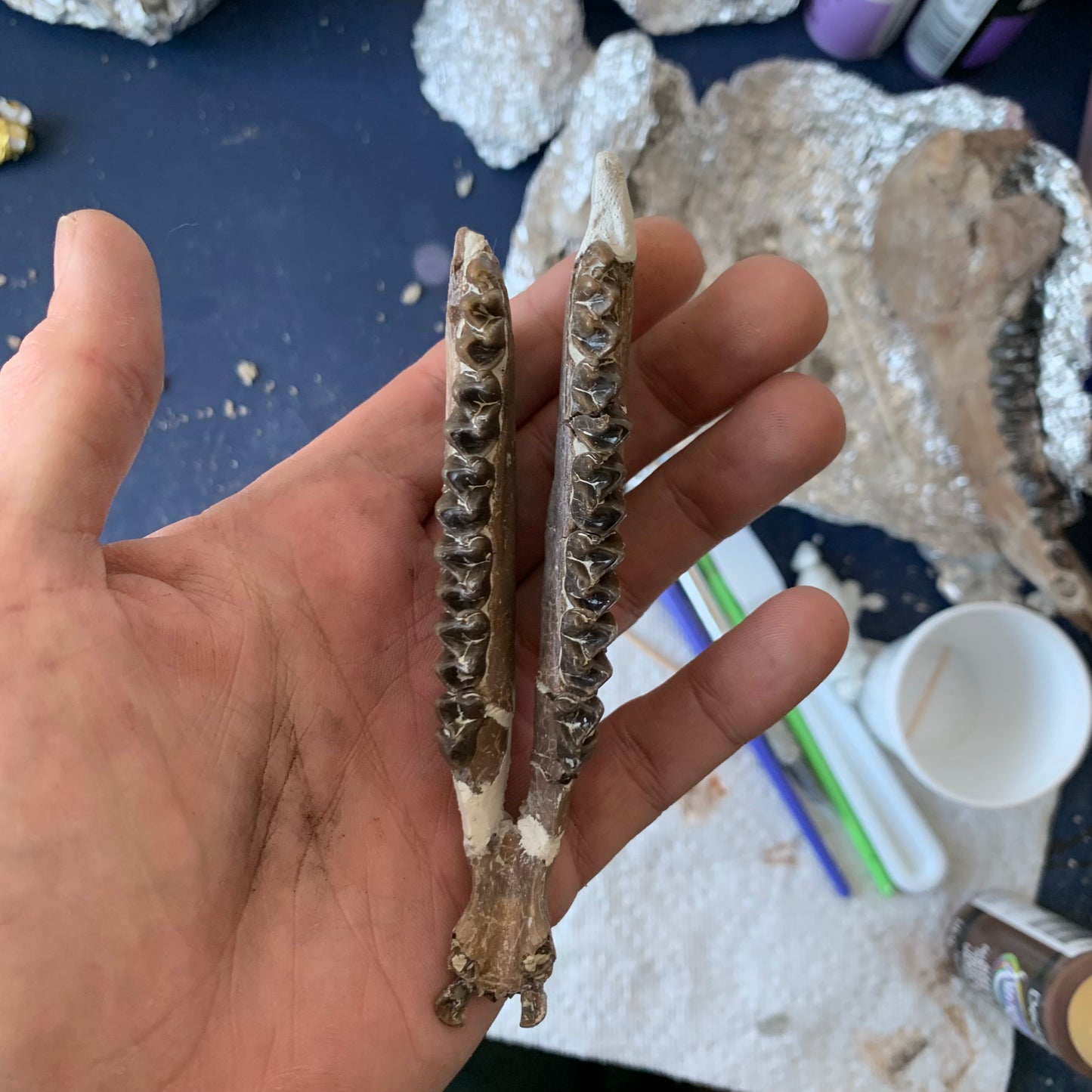 Really Nice Fossil Horse Jaw, Mesohippus