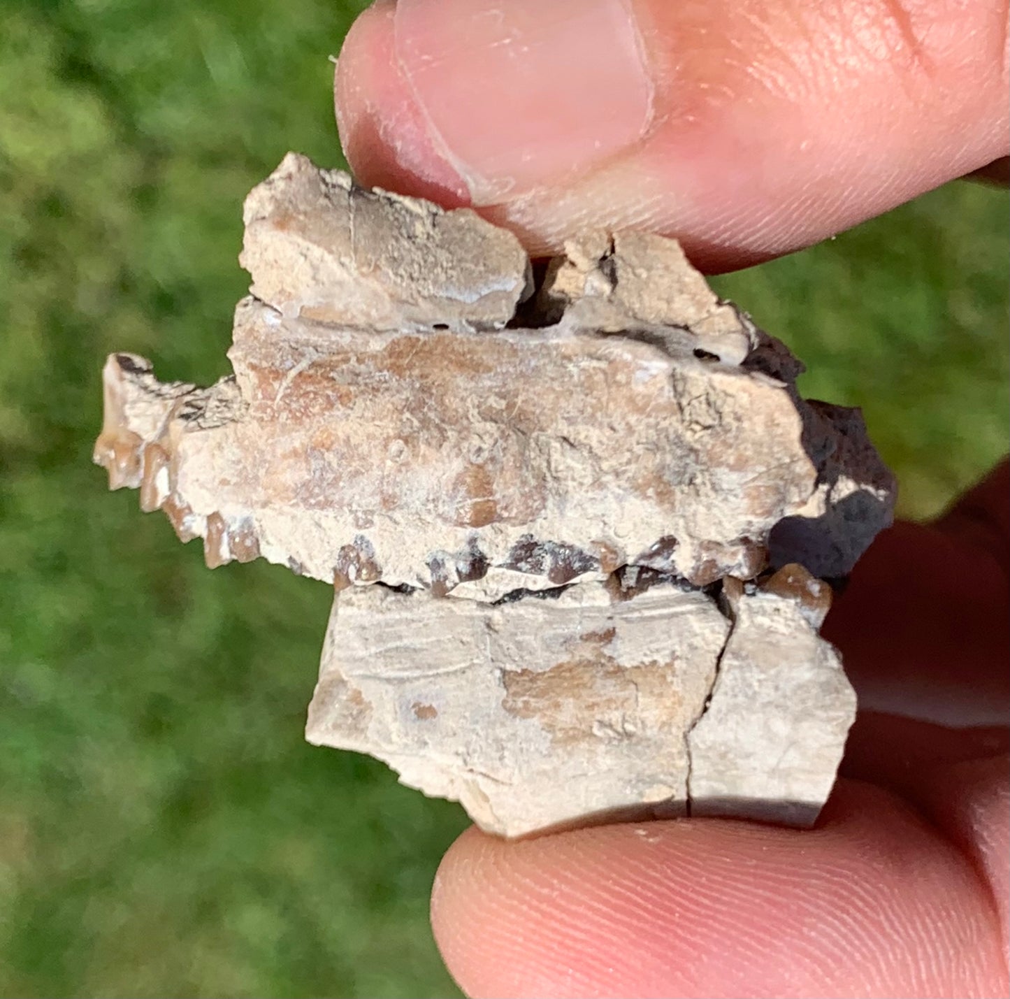 Fossil deer, leptomeryx, upper palate and partial lower jaw