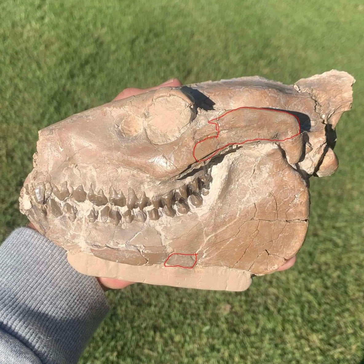 Oreodont skull with stand