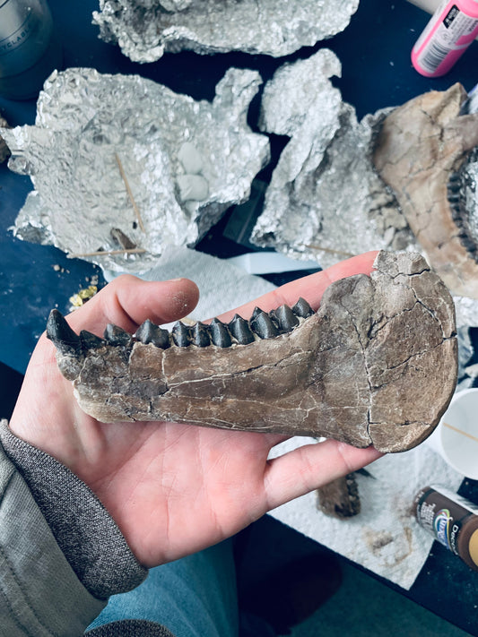 Chocolate Colored Fossil Oreodont Jaw, Merycoidodon, White River Badlands