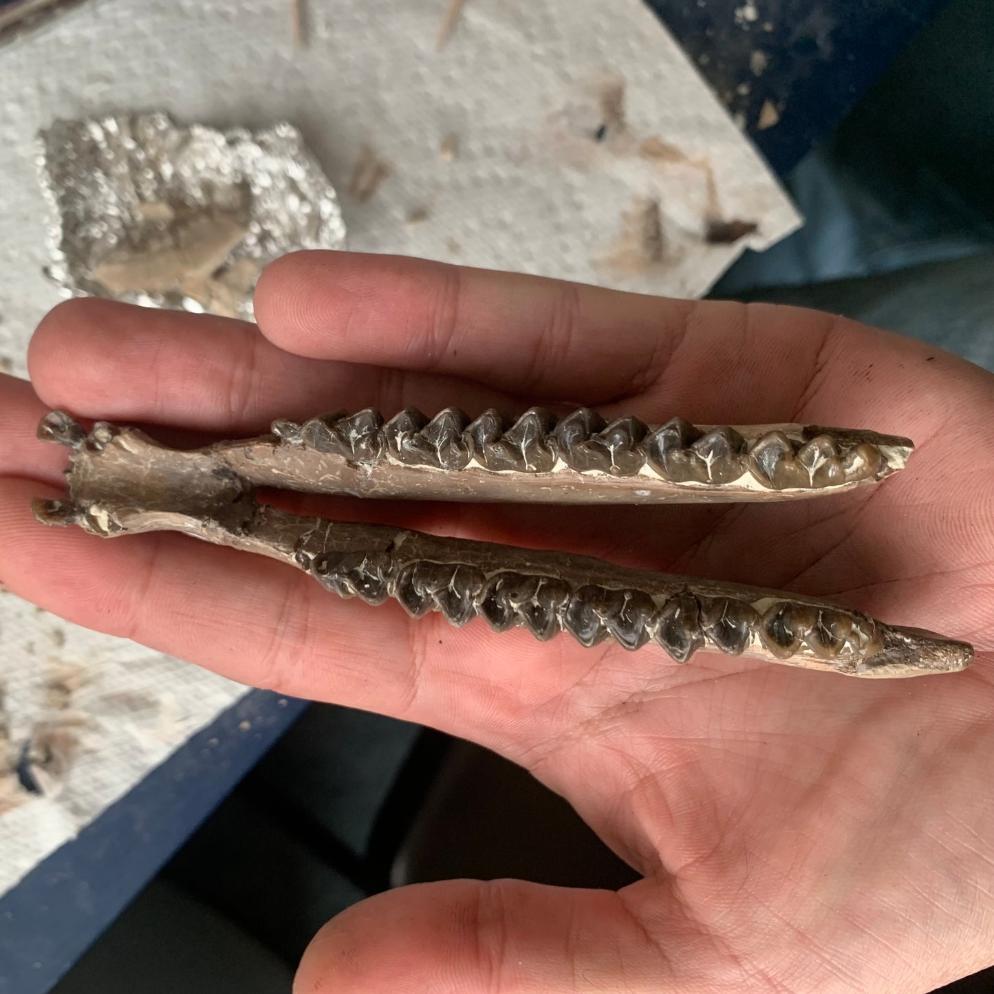 Really Nice Fossil Horse Jaw, Mesohippus