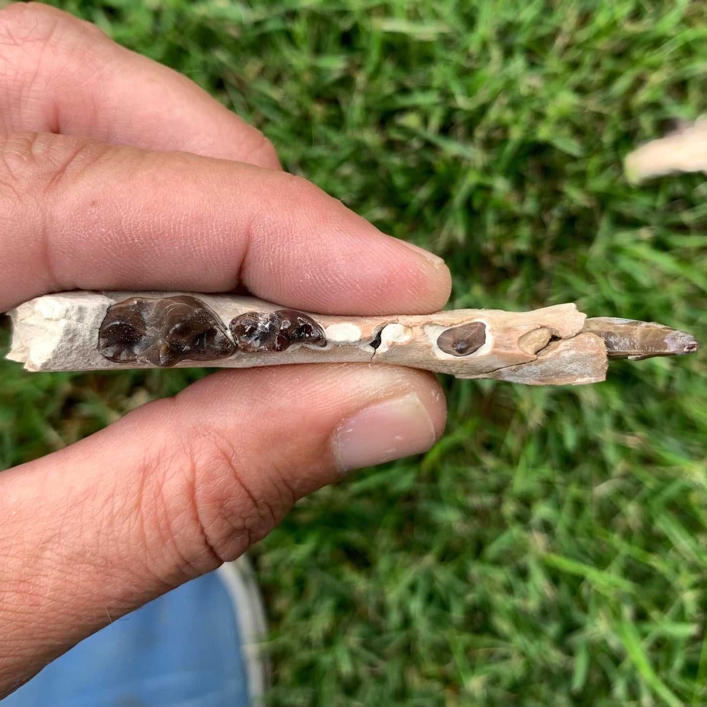 Associated set of Daphoenus lower jaws, brule formation