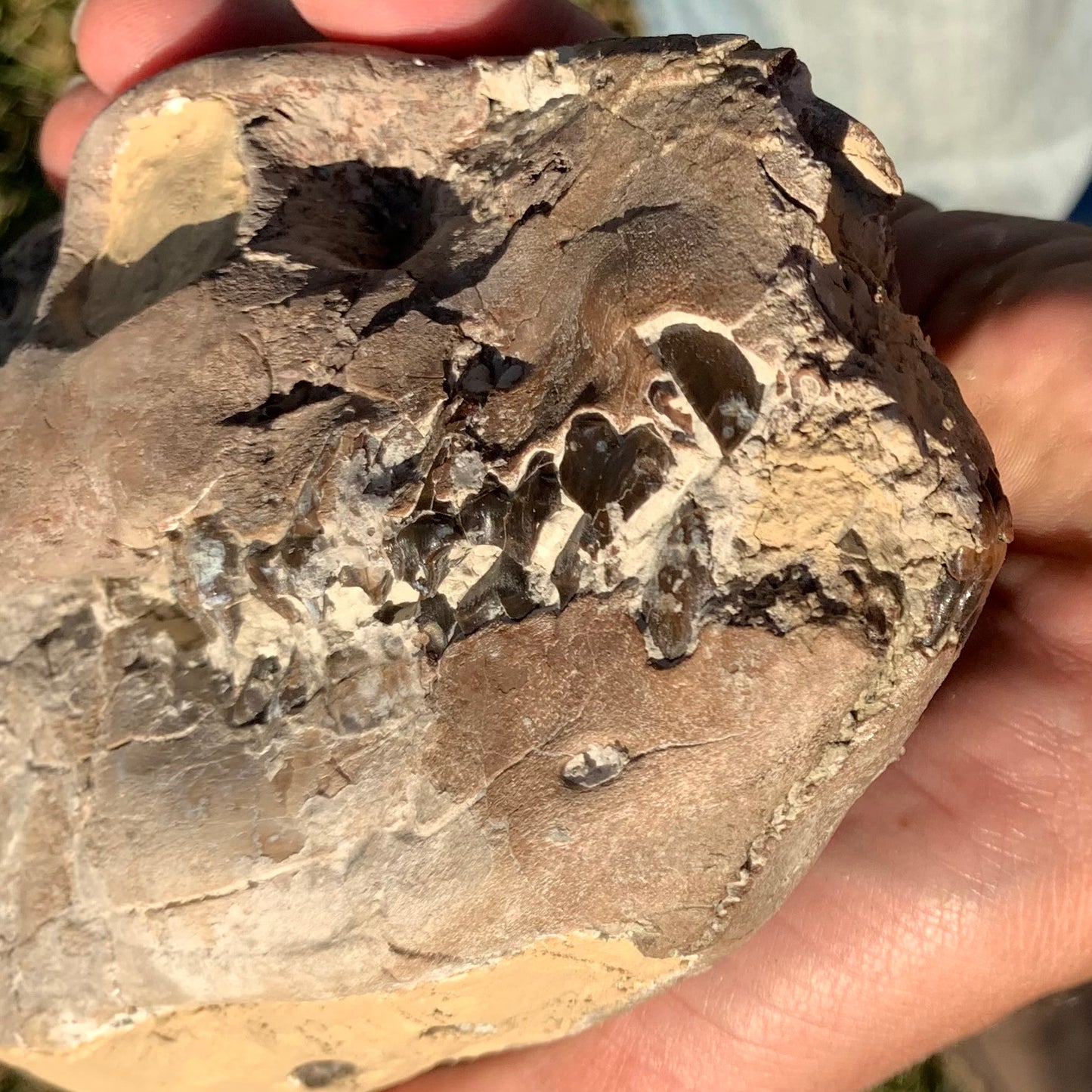 Chocolate Fossil Oreodont Skull, Merycoidodon culbertsoni, White River Badlands