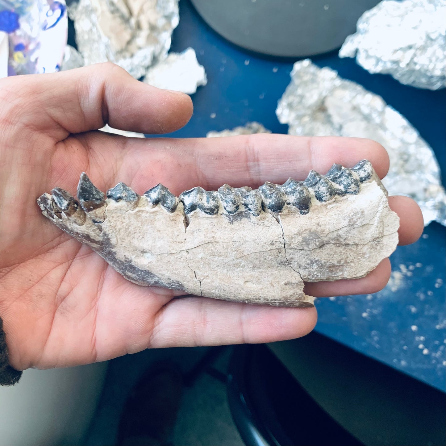 Beautifully Colored Fossil Oreodont Jaw, Merycoidodon, White River Badlands