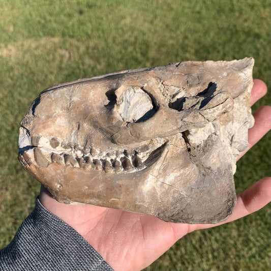 Fossil Oreodont Skull, Merycoidodon culbertsoni, White River Badlands