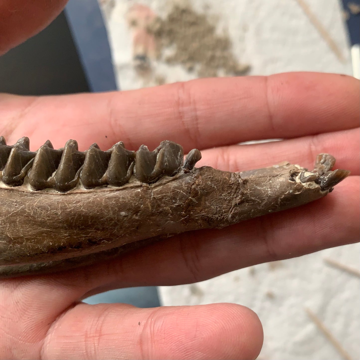 Really Nice Fossil Horse Jaw, Mesohippus