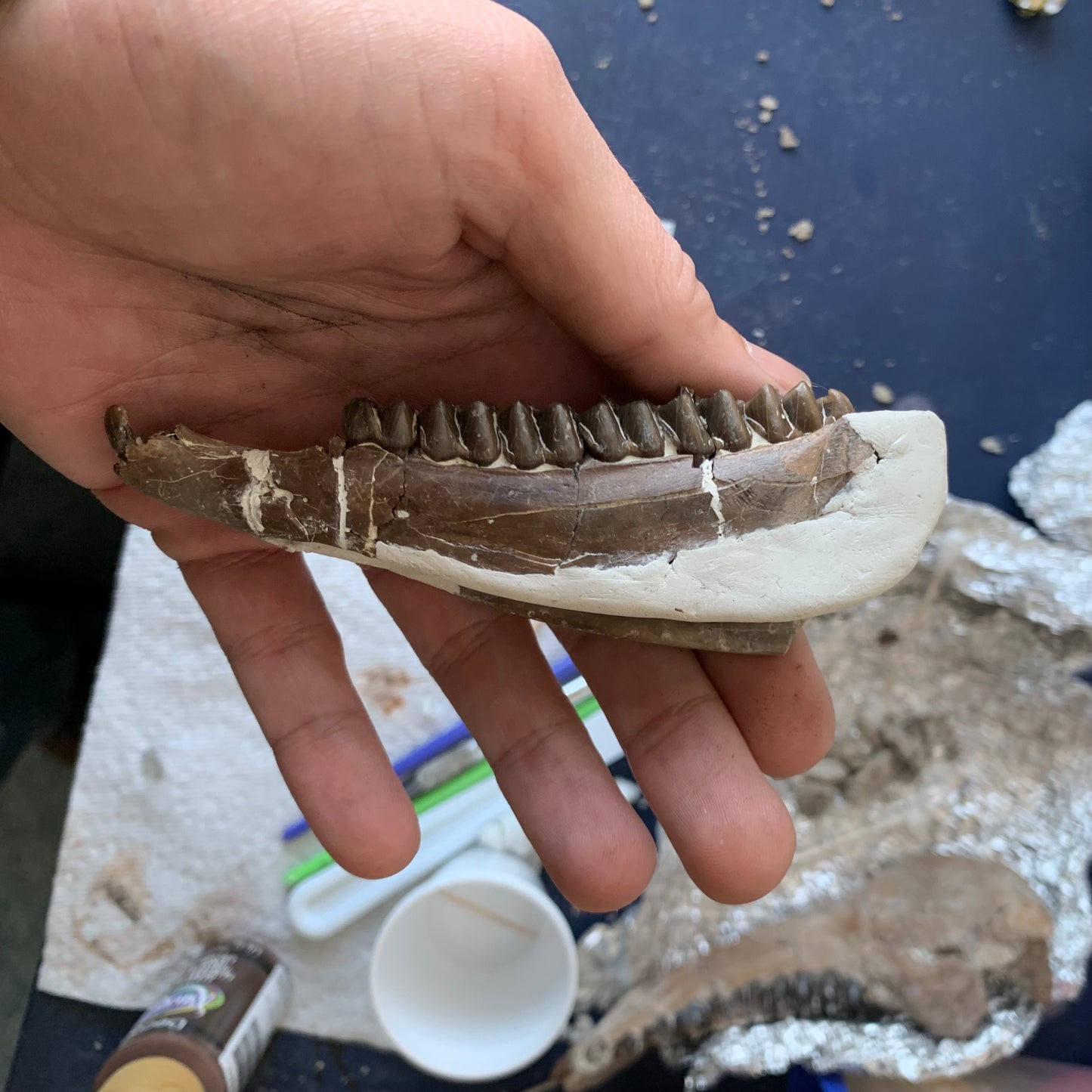 Really Nice Fossil Horse Jaw, Mesohippus