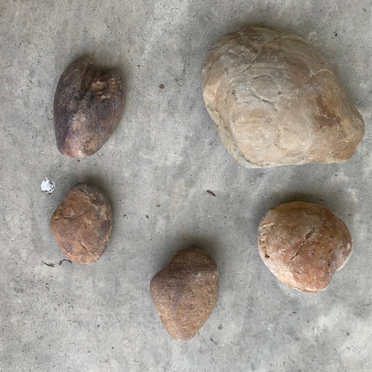 Fossil clam steinkerns(molds) from the Miocene of Virginia