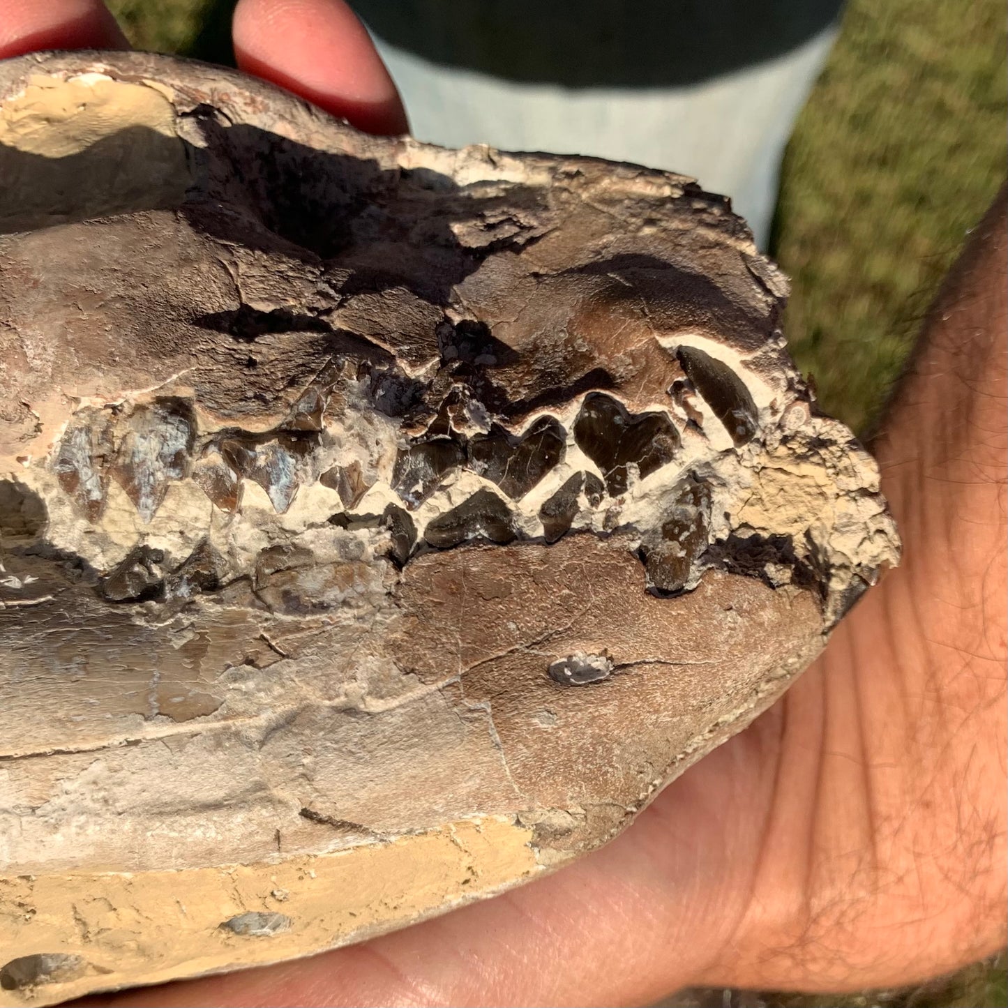 Chocolate Fossil Oreodont Skull, Merycoidodon culbertsoni, White River Badlands