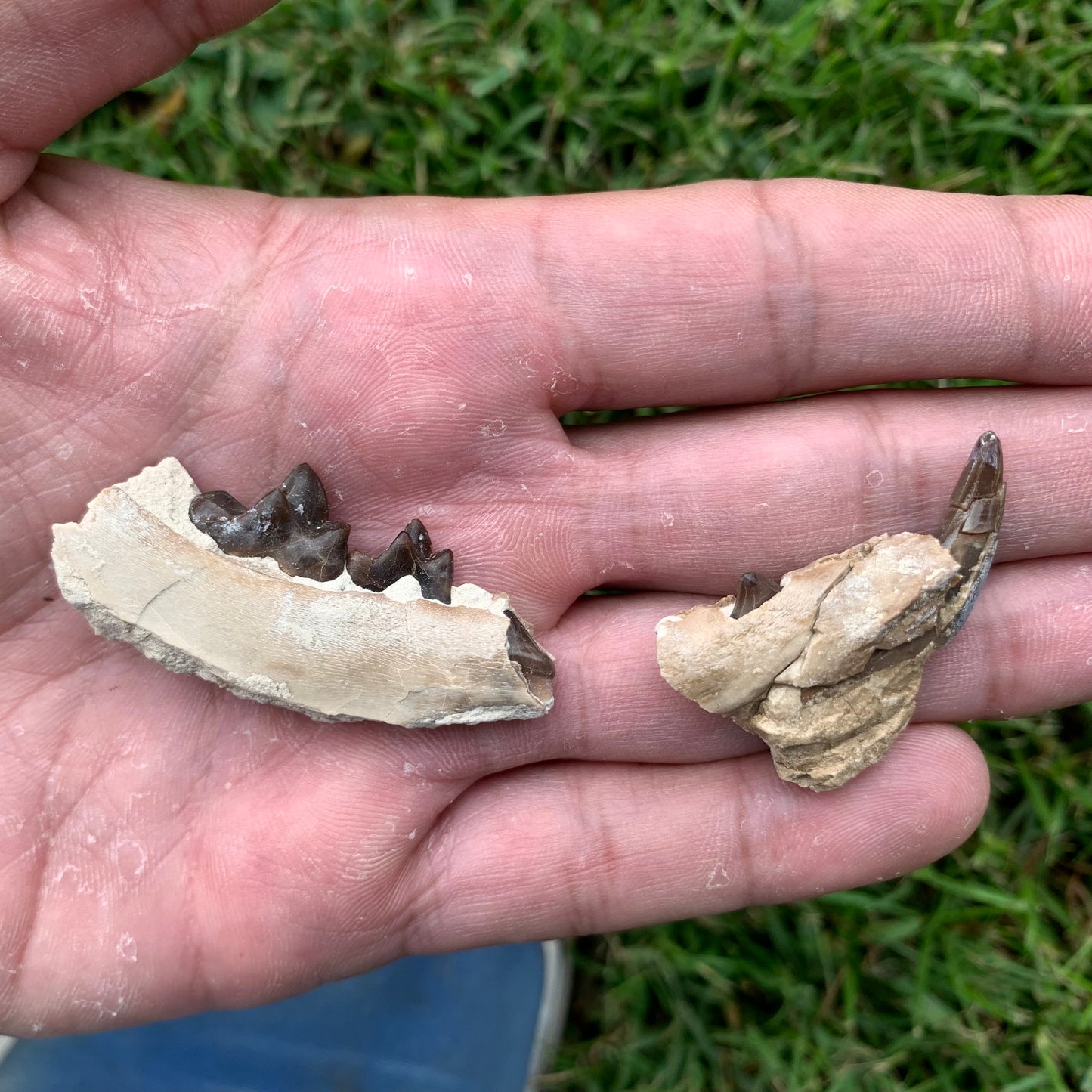 Associated set of Daphoenus lower jaws, brule formation