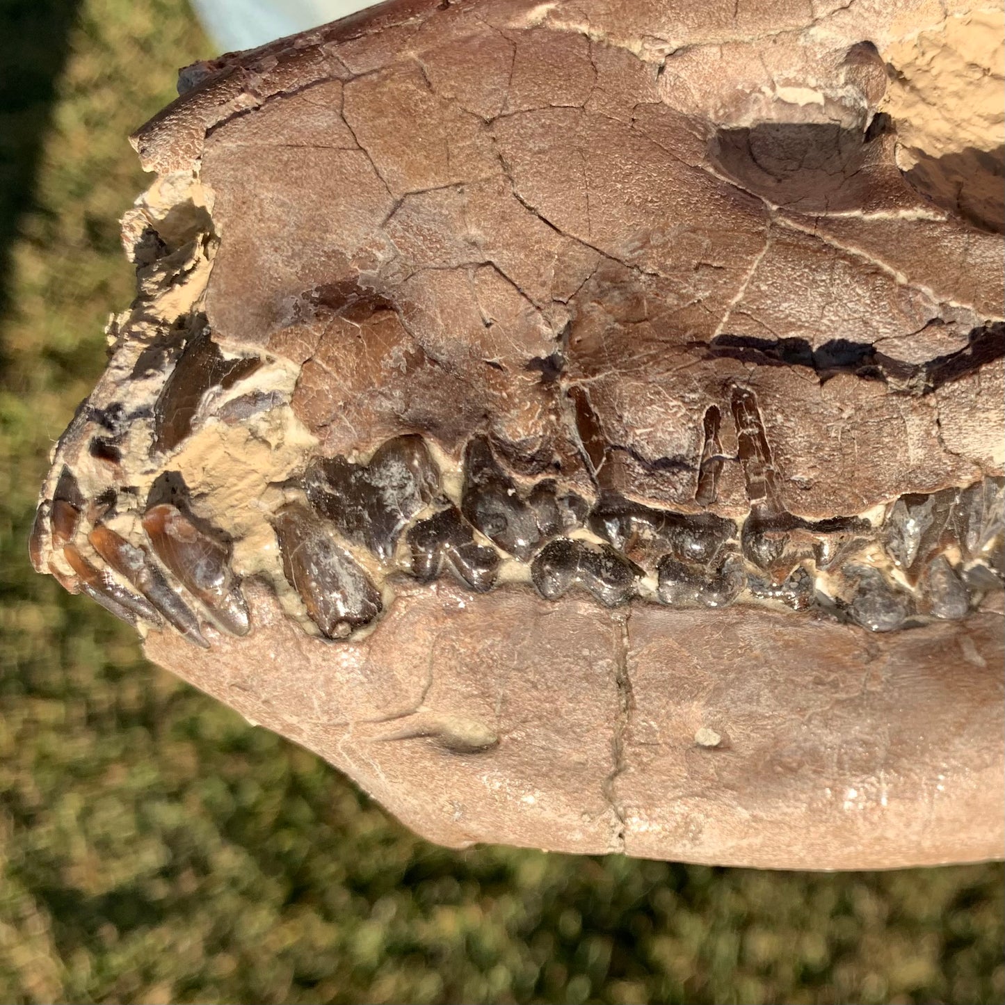 Chocolate Fossil Oreodont Skull, Merycoidodon culbertsoni, White River Badlands