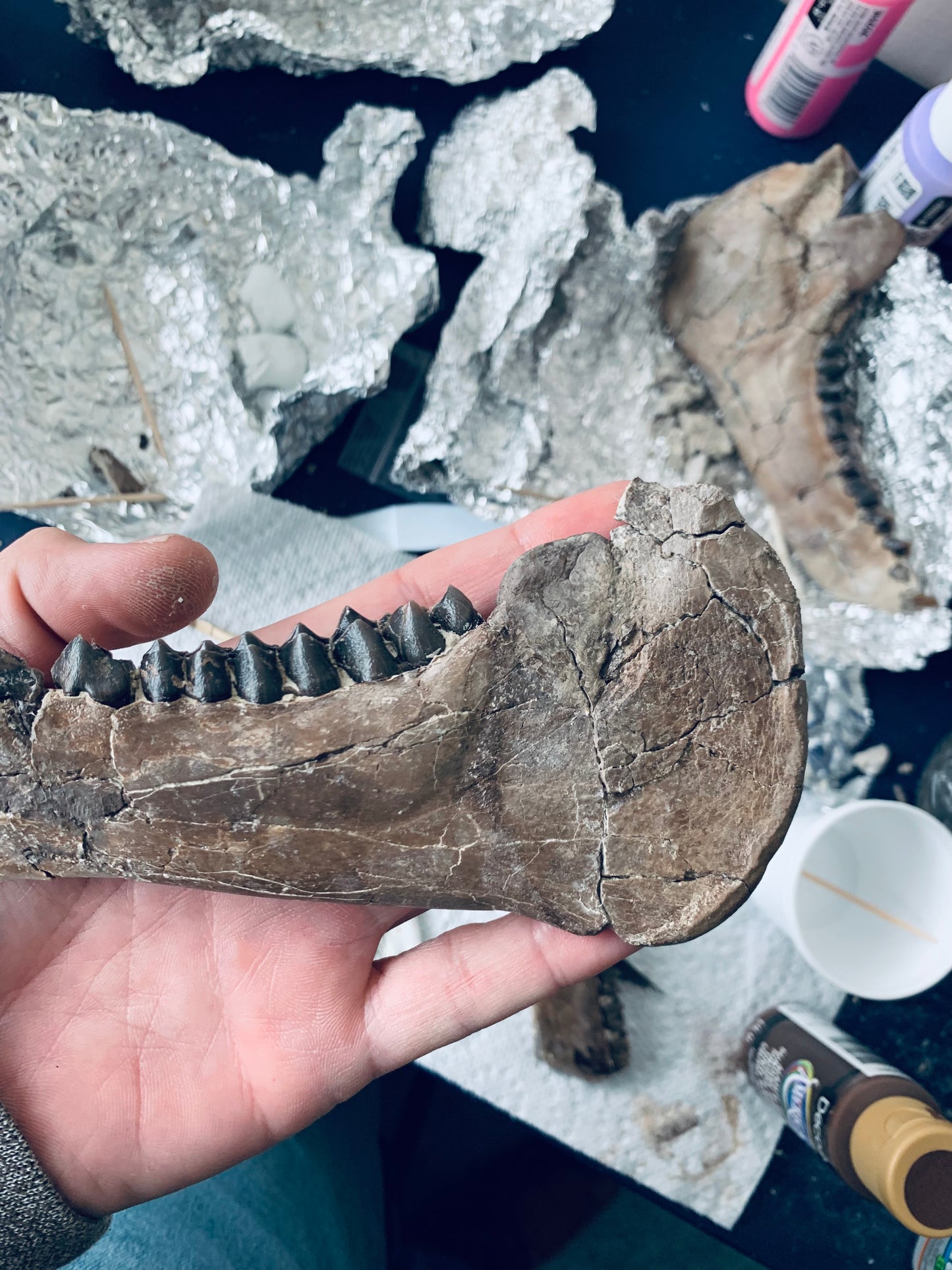 Chocolate Colored Fossil Oreodont Jaw, Merycoidodon, White River Badlands