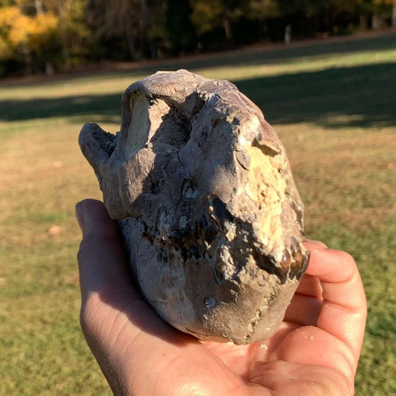 Chocolate Fossil Oreodont Skull, Merycoidodon culbertsoni, White River Badlands